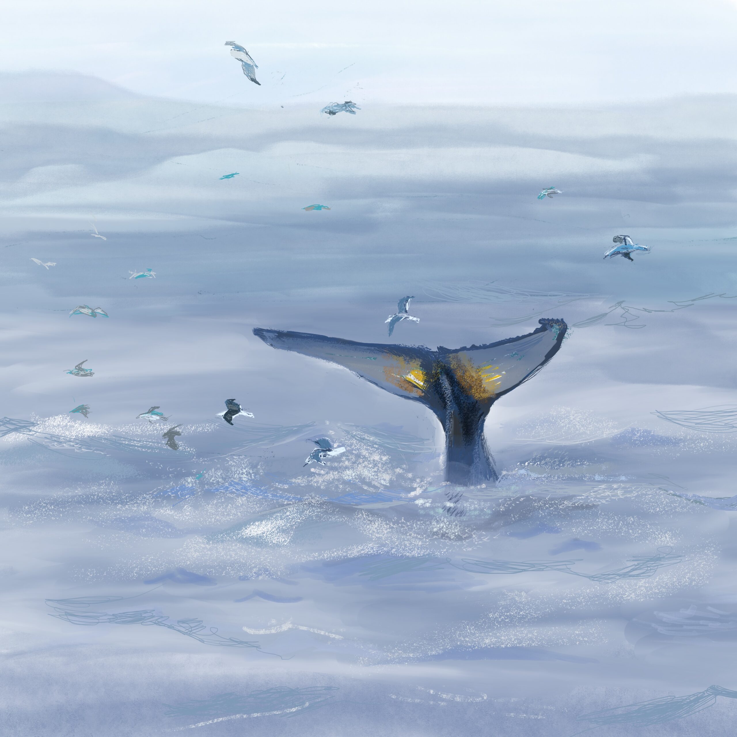 Humpback Whale